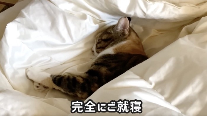 布団の中で眠ってしまう猫