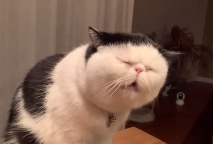 おやつを食べる猫