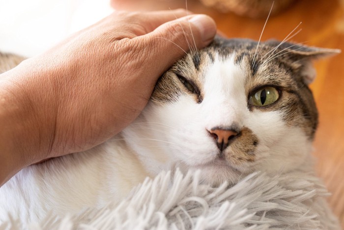 嫌そうな表情を浮かべる猫