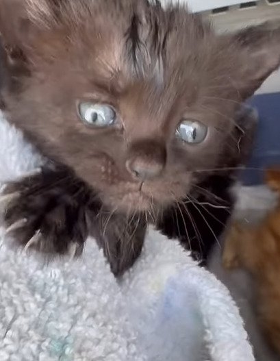 抱っこされる子猫