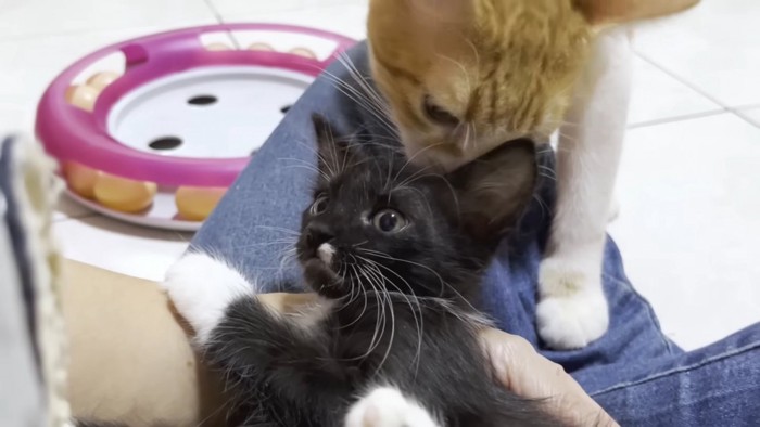 頭を毛づくろいされる子猫