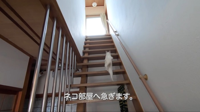 テロップ「ネコ部屋へ急ぎます」