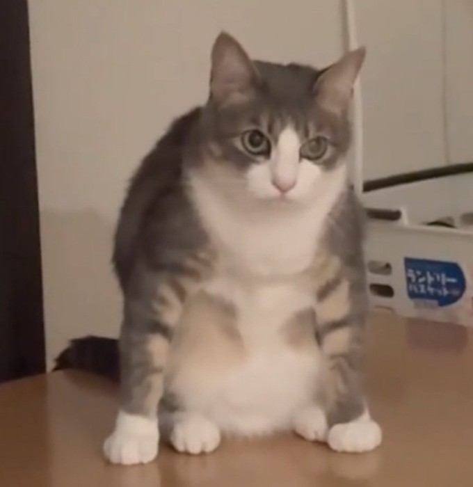 謎のポーズで座る猫