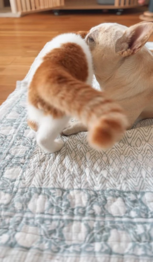 犬に背中をこすりつける猫