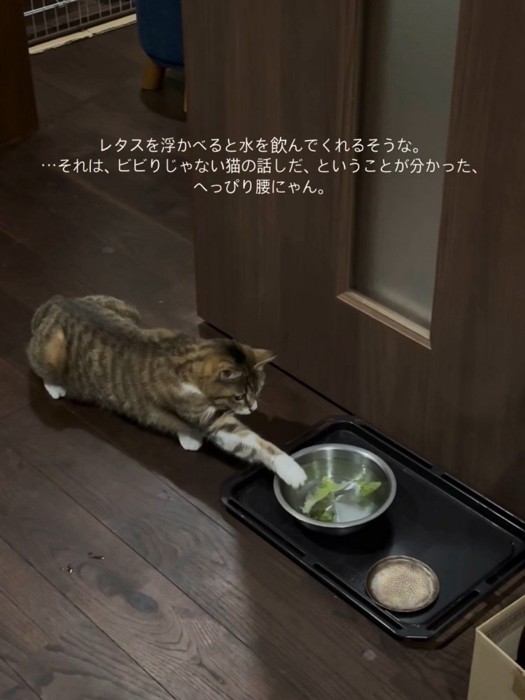 前足を伸ばす猫