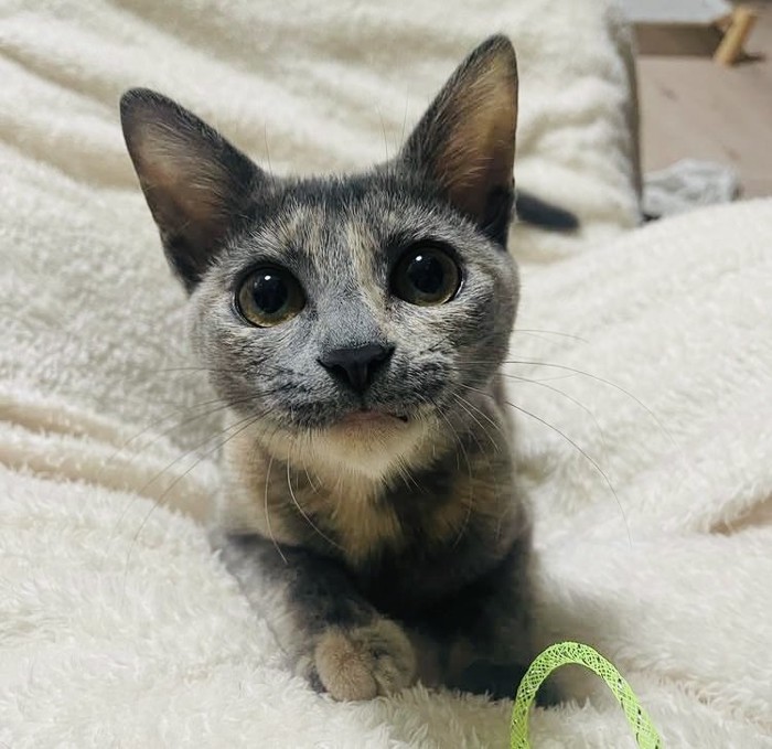 布団で伏せする子猫