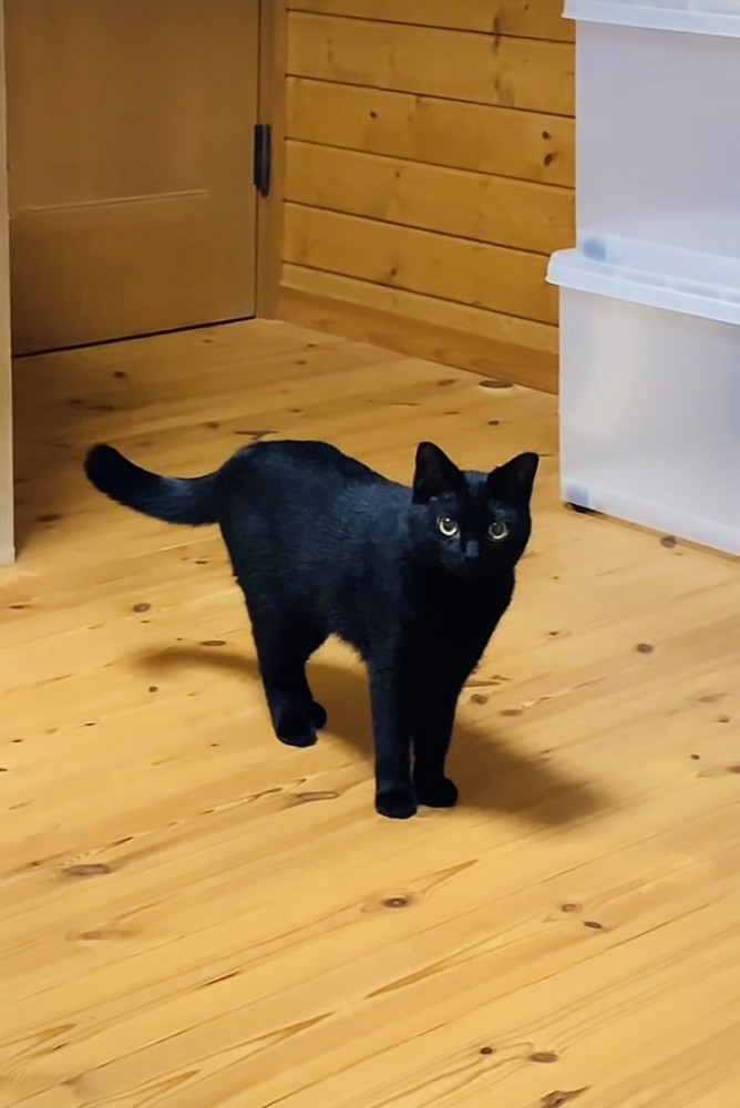 飼い主さんのほうを見つめる黒猫