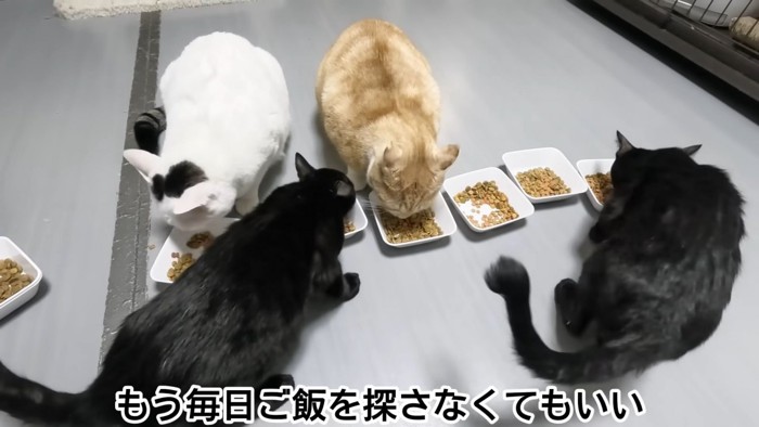 テロップ「もう毎日ご飯を~」