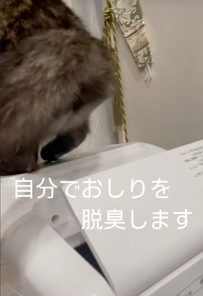 おしりを脱臭する猫