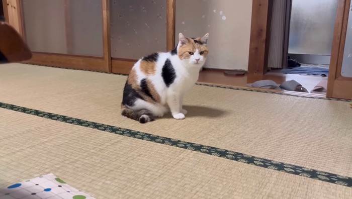 座ってカメラ目線の猫