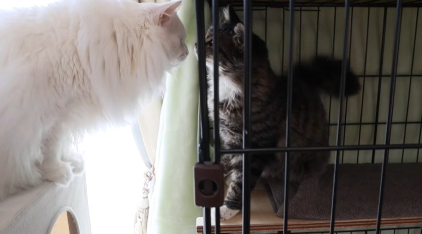 保護猫ハルちゃんと向かい合うシロちゃん