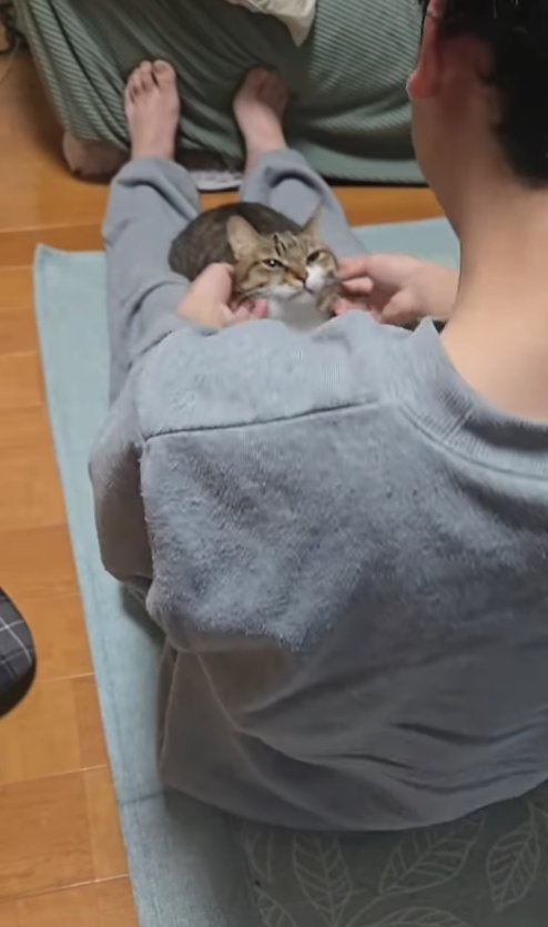 腹筋中の飼い主に撫でられている猫