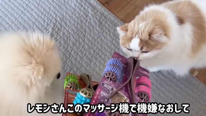 マッサージ器と犬と猫