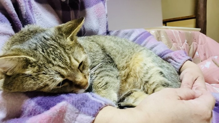 ママに抱っこされて寝るサビ猫