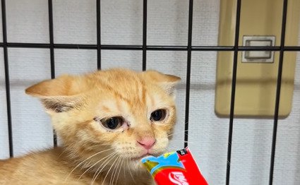 おやつの匂いを確かめる茶トラの保護子猫