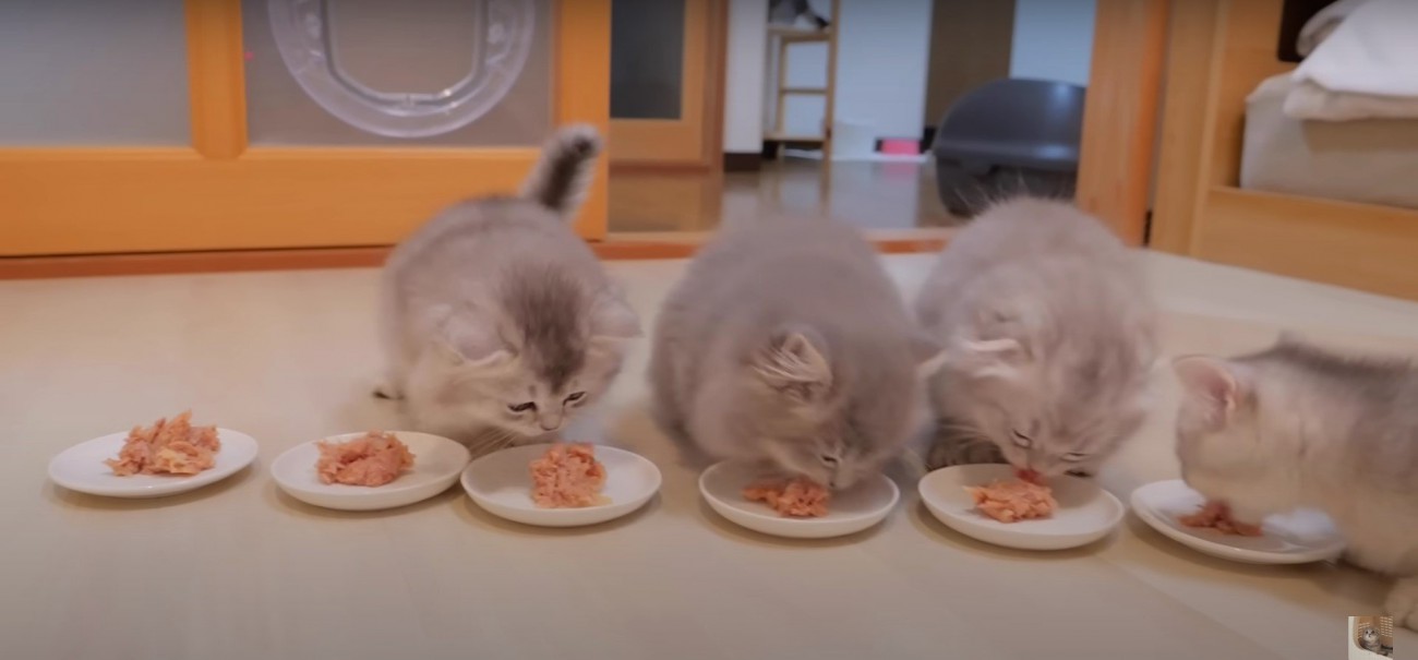 ご飯を食べる3匹の子猫たち