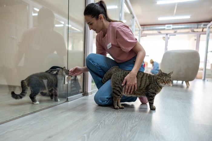 Catteryで過ごす猫