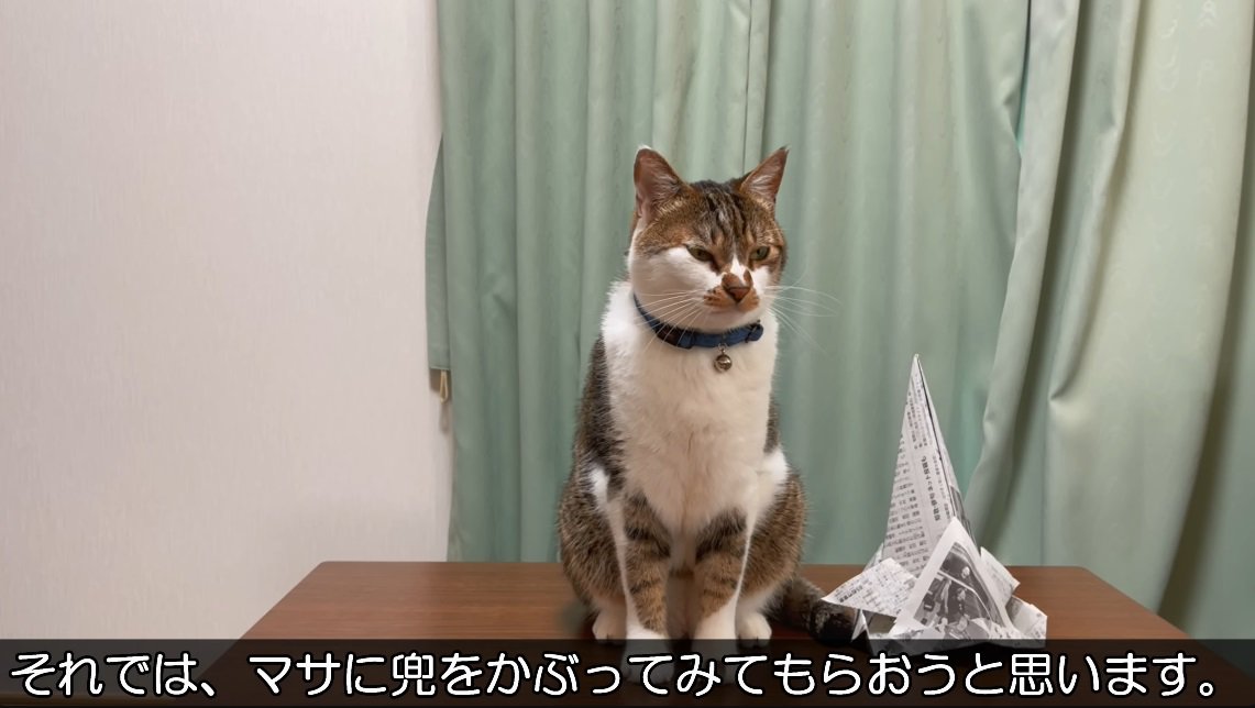 猫に兜をかぶせていく