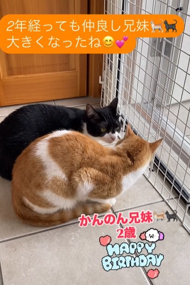 顔を見合わせる2匹の猫