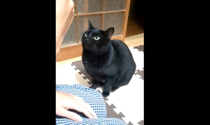 黒猫
