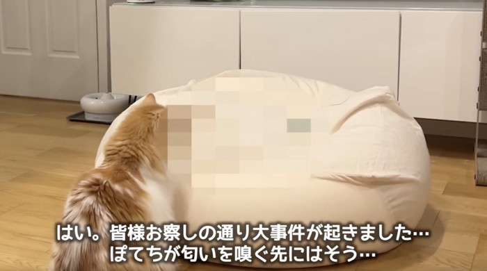 ソファを見つめる猫