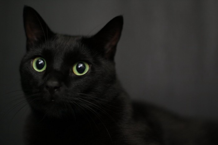 黒猫