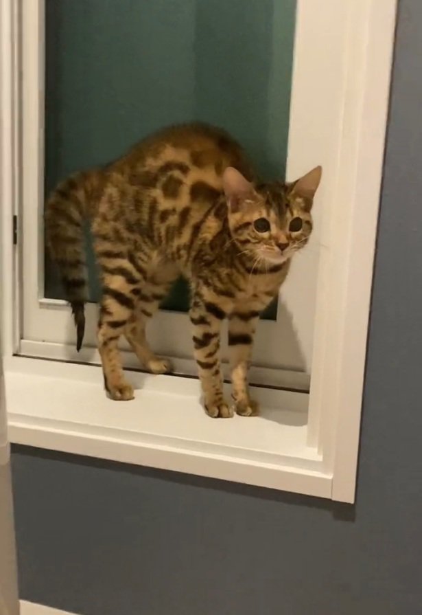 毛が逆立つとらきちちゃん