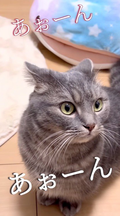 遠吠えをする男性を見つめる猫