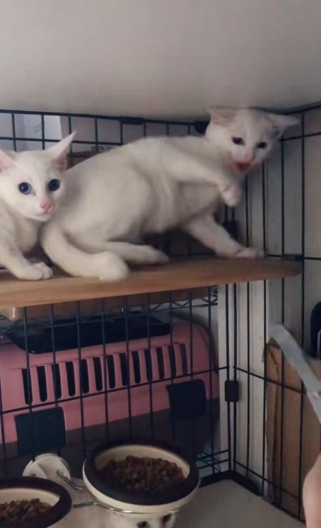 警戒している白猫