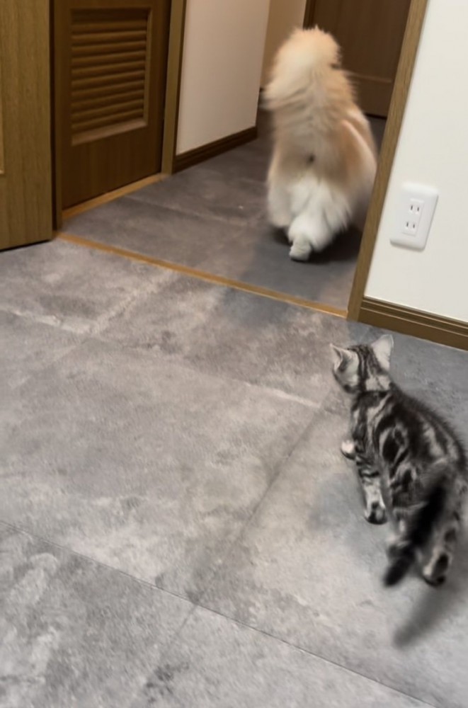 ノルウェージャンフォレストキャットを追い掛ける子猫