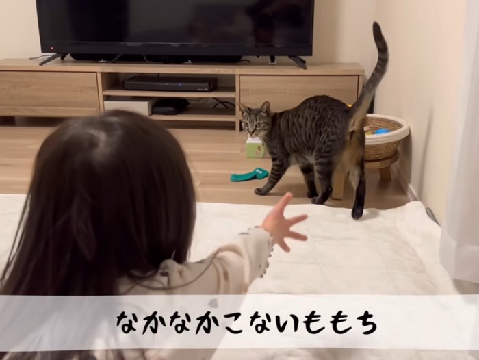 警戒している猫
