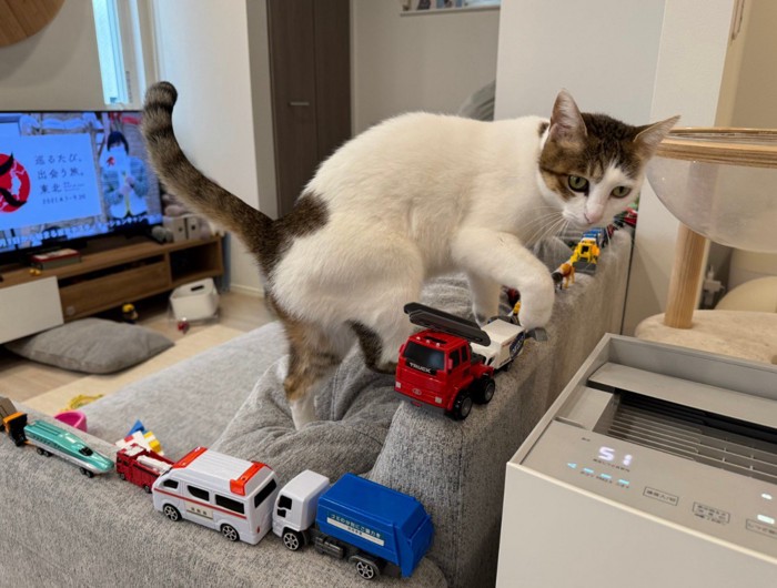 ソファを歩く猫(右向き)