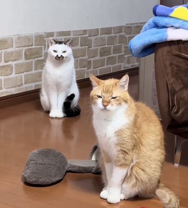 床にお座りする茶トラ猫とキジ白猫