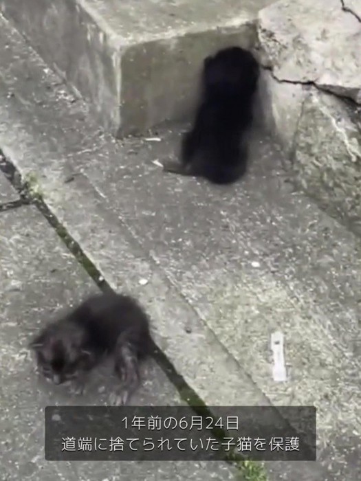 道端にいる子猫