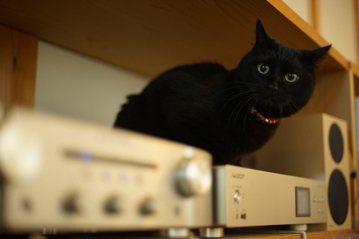 オーディオの上の猫