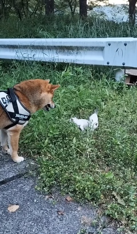 草の中を歩いている2匹の子猫を見つめる柴犬