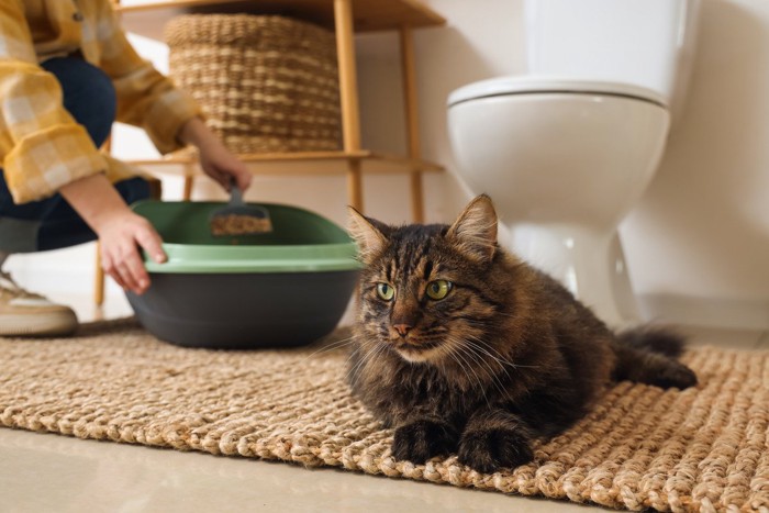 猫とトイレ