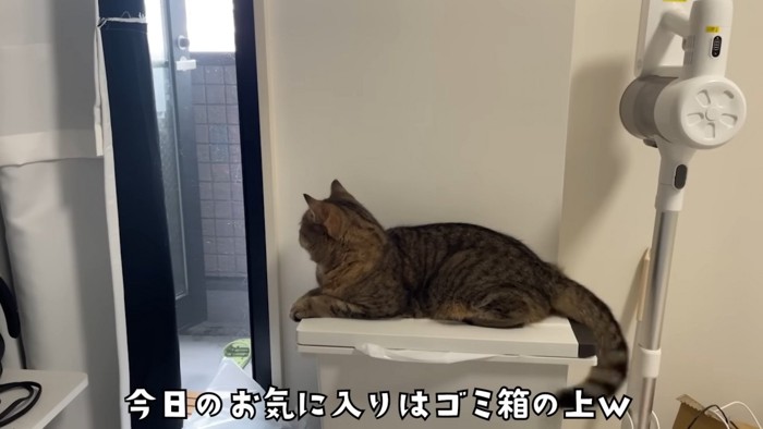 ゴミ箱の上に乗っている猫さん