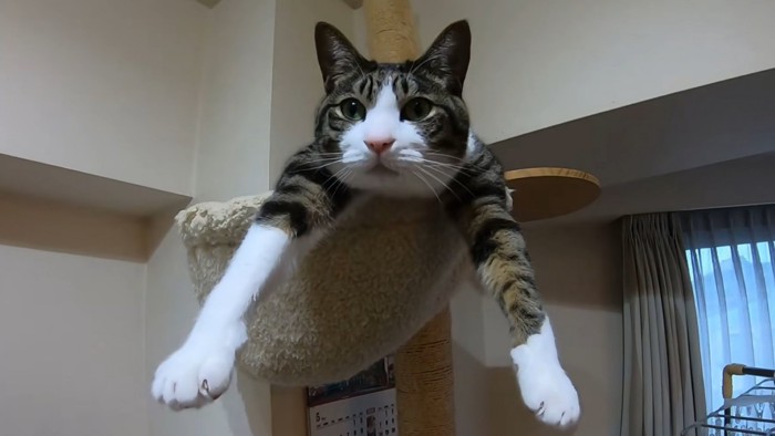 ハンモックの上で両手を伸ばして腹ばいでくつろぐ猫