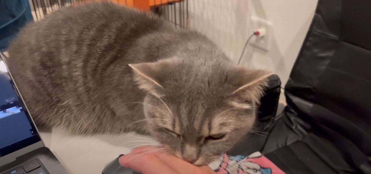 人の手を噛む猫2