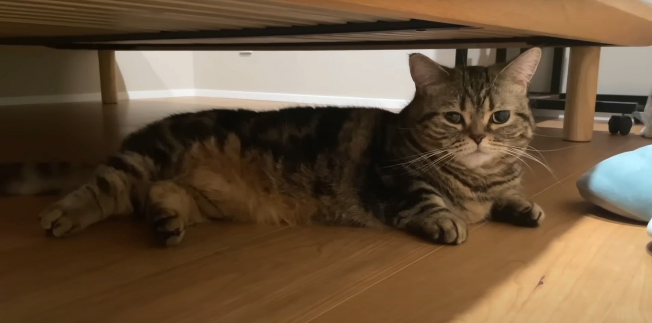 ベッド下のキジトラ猫