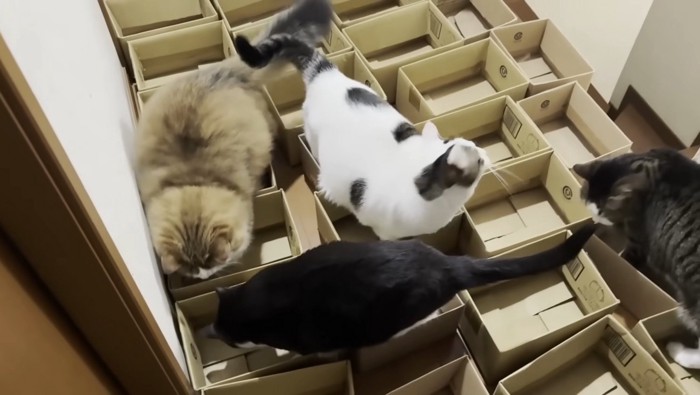 おやつを追う豆大福