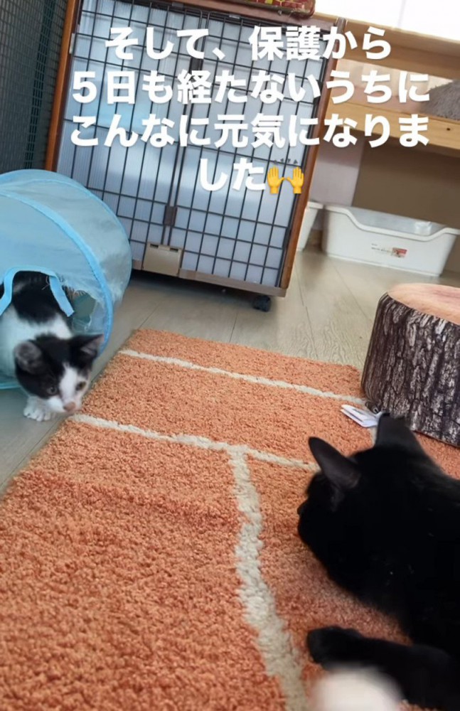 トンネルの中にいる子猫