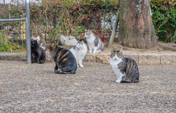 猫たちの集会