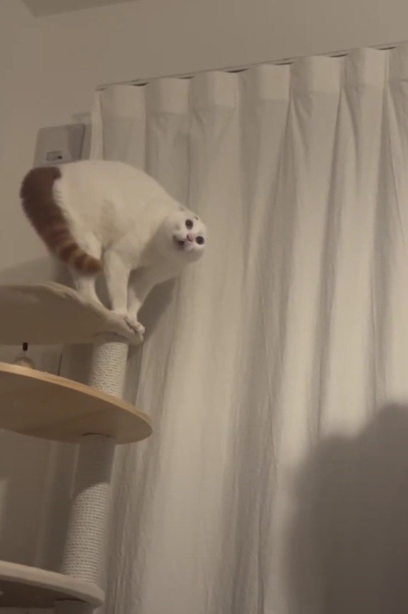 飼い主さんの影とぽにおくん