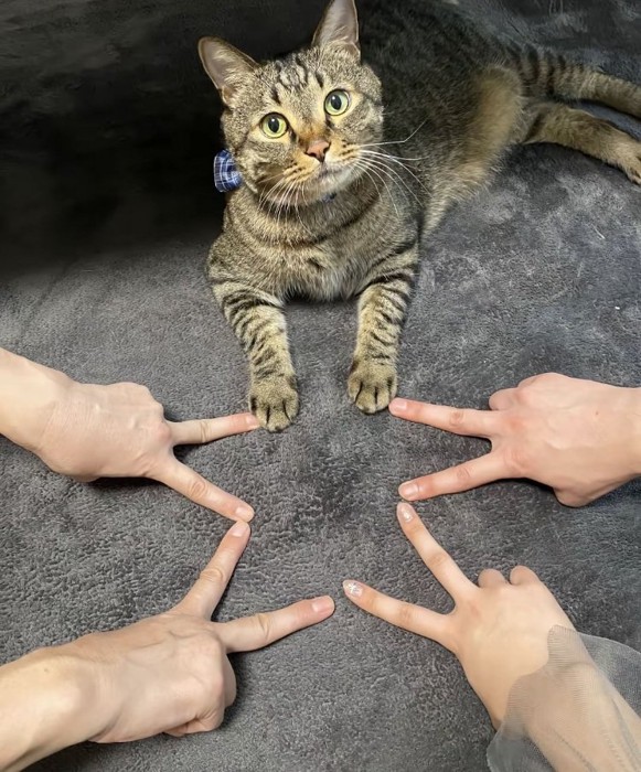 協力して手で星形を作る4人の人間とキジトラ猫