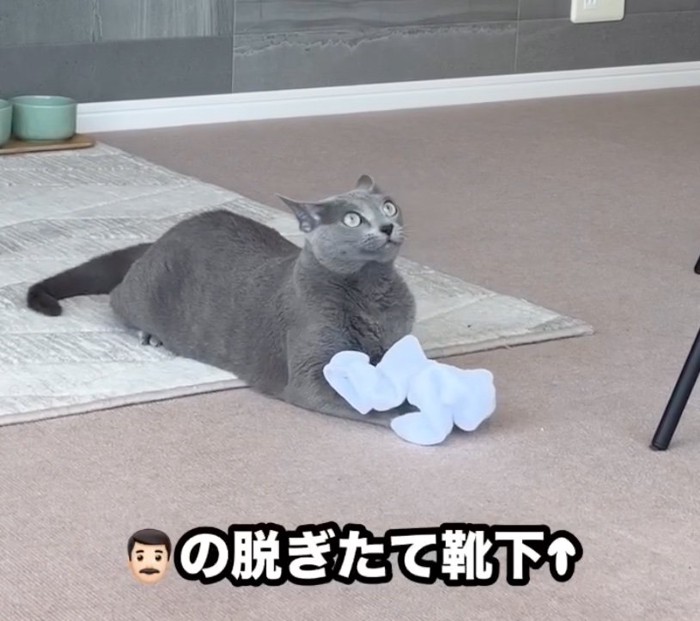 パパの靴下を持つ猫さん