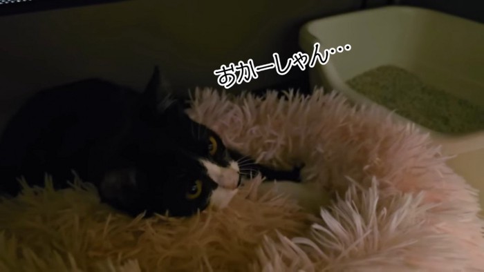 ベッドでふみふみする子猫