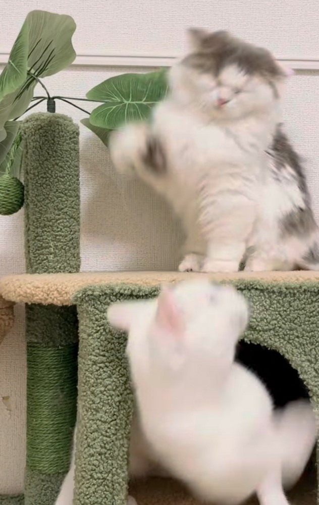 猫パンチの写真2