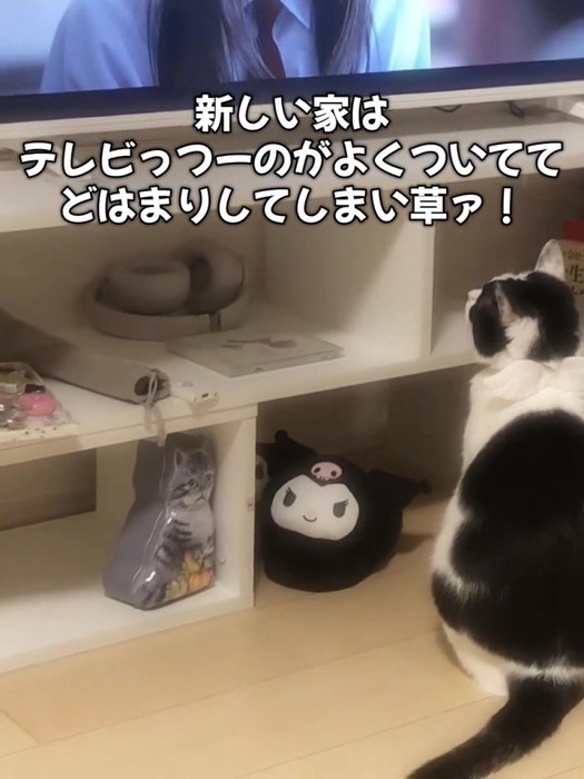 テレビを見る猫